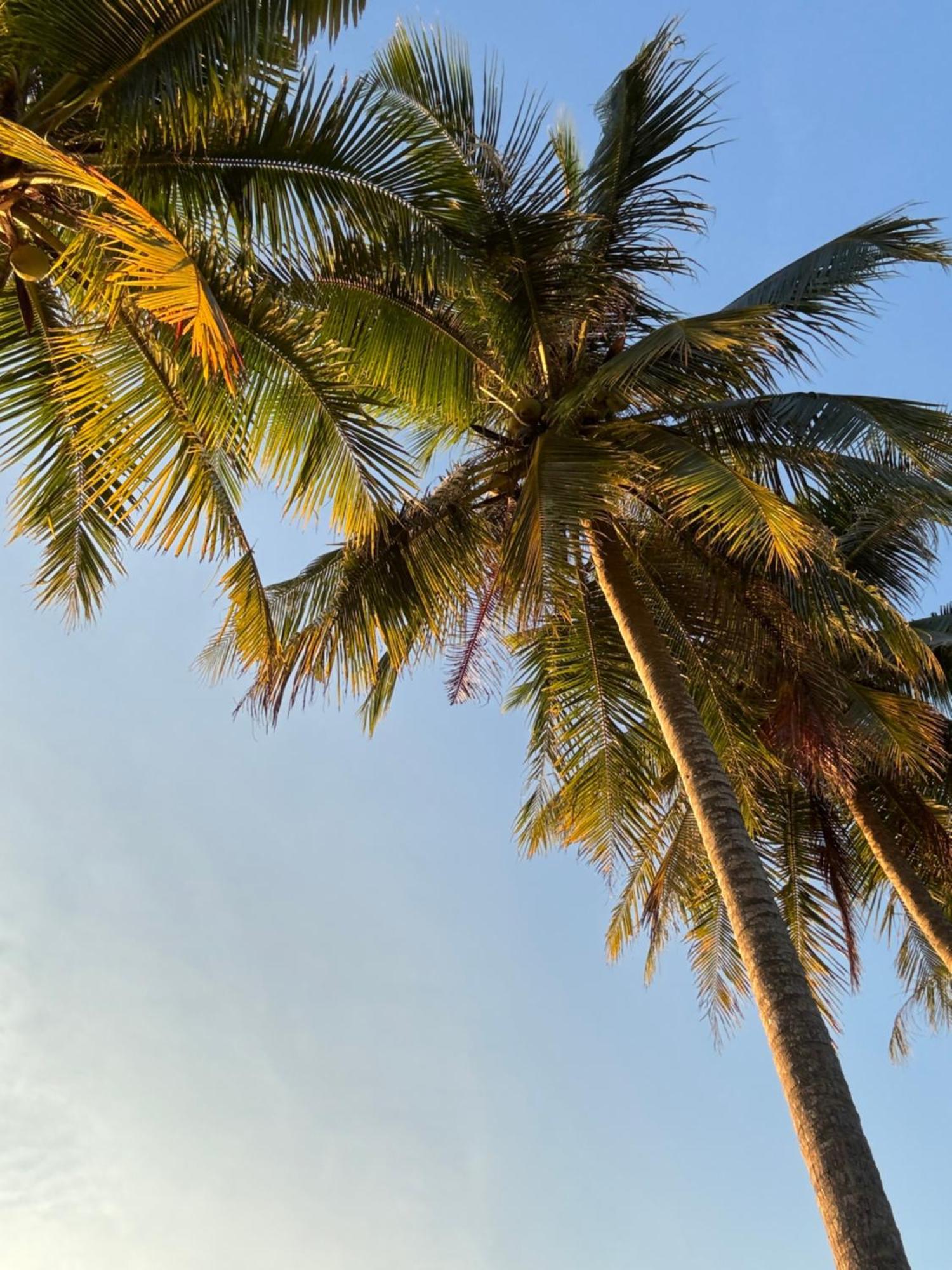 Coco Canopy Boutique Resort ジュム島 エクステリア 写真